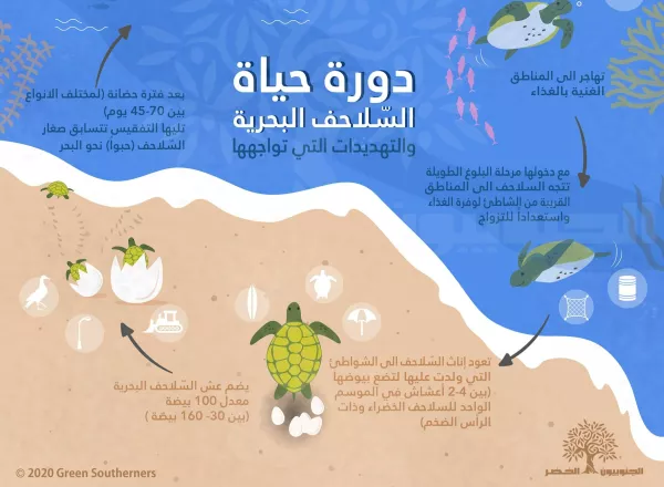 Life Cycle of Sea Turtles