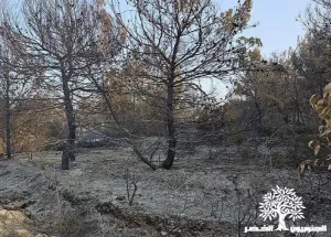 Documenting Environmental Aggression