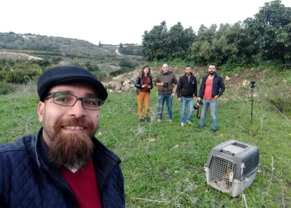 Release of Four Red Foxes into the Wild