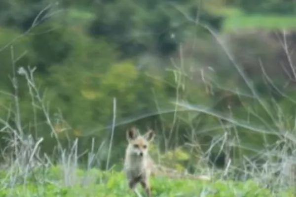 Release of Four Red Foxes into the Wild gallery