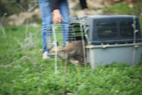 Release of Four Red Foxes into the Wild gallery