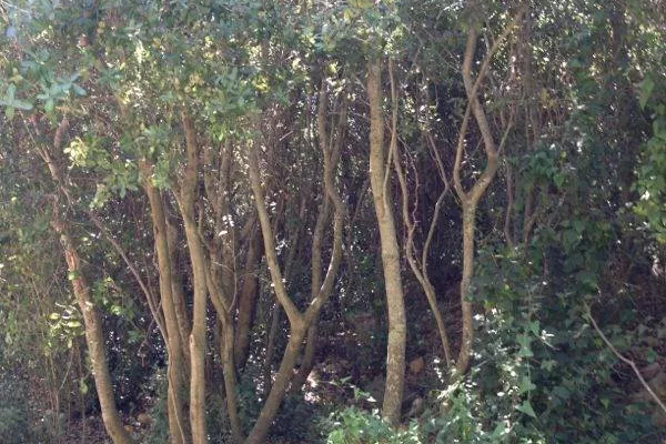 Introduction Walk to Protect Wadi Zibqin gallery